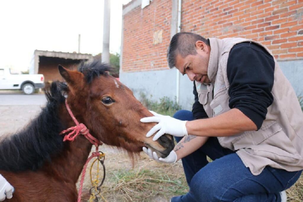 yegua maltrato animal puebla