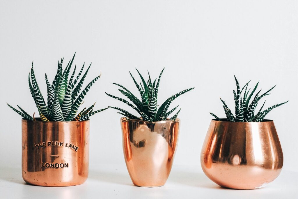 Plantfulness La Tendencia Viral en Redes Sociales que Combate la Ansiedad con Plantas 3