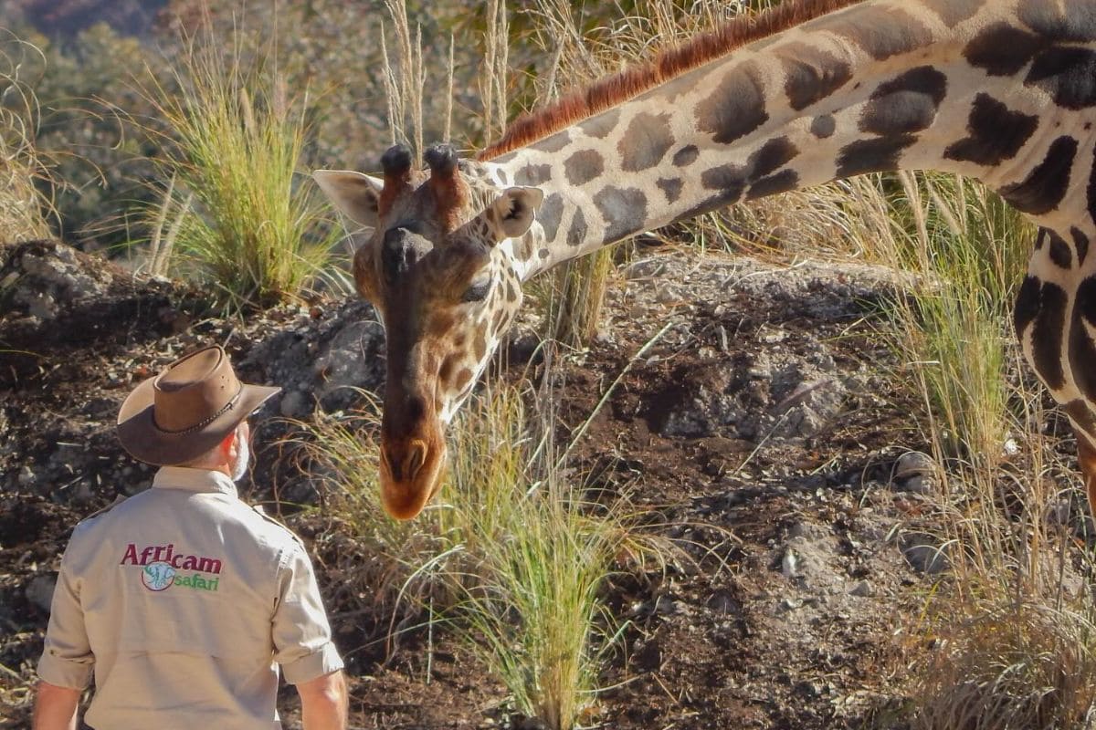 ¿Quieres estar cerca de la jirafa Benito? Africam Safari tiene vacantes de cuidador y más 1 Africam Safari vacantes para guía y cuidador 2024