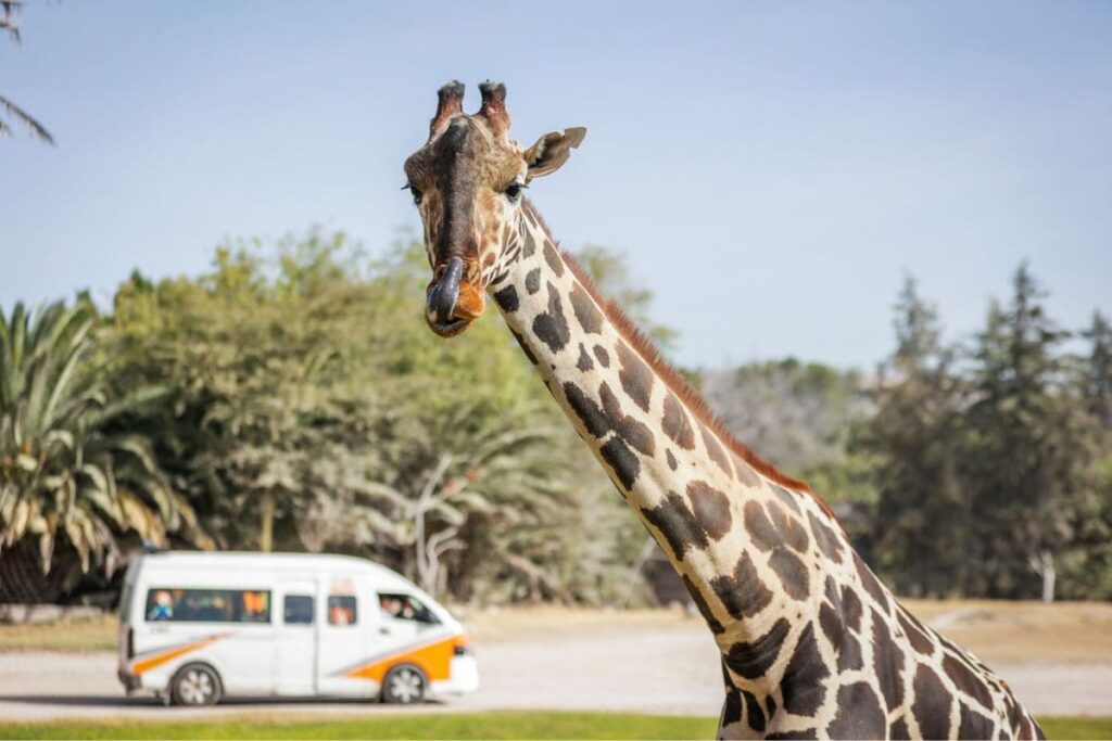 Benito sube visitas a Africam Safari