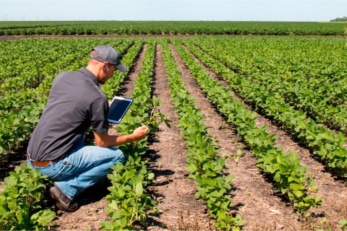 ¿Por qué se celebra el Día del Agrónomo en México? 1 Día del Agrónomo México 2024