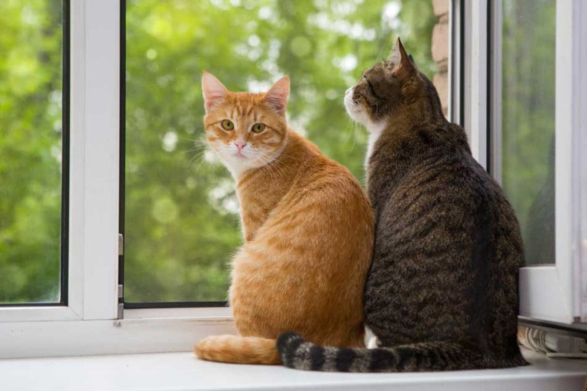 ¿Por qué el 20 de febrero es el Día Internacional del Gato? 1 día internacional del gato 2024