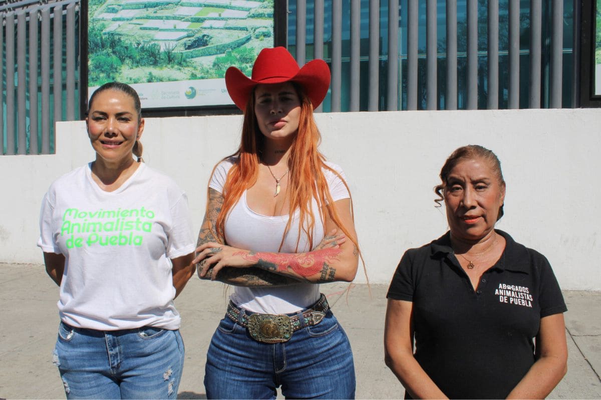 Exigen cambiar jueza de caso de maltrato animal contra Mila por no dar prisión preventiva a agresor 1 exigen cambio de jueza en caso Mila