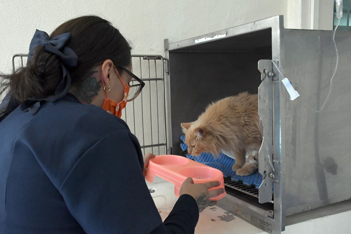 El Hospital Veterinario para Pequeñas Especies de la BUAP, semillero de egresados con experiencia y conocimientos especializados en la atención de mascotas 1 hospital veterinario BUAP sirve como semillero de egresados