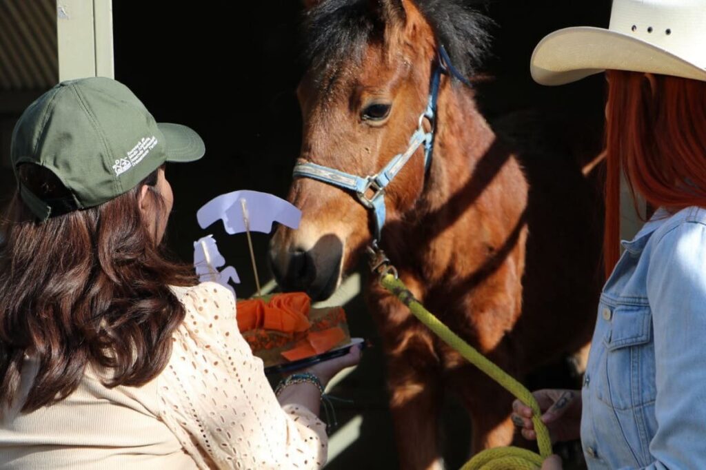 Exigen cambiar jueza de caso de maltrato animal contra Mila por no dar prisión preventiva a agresor 7 mila yegua cuacolandia