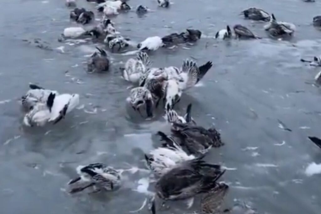 mueren aves congeladas en lago de China