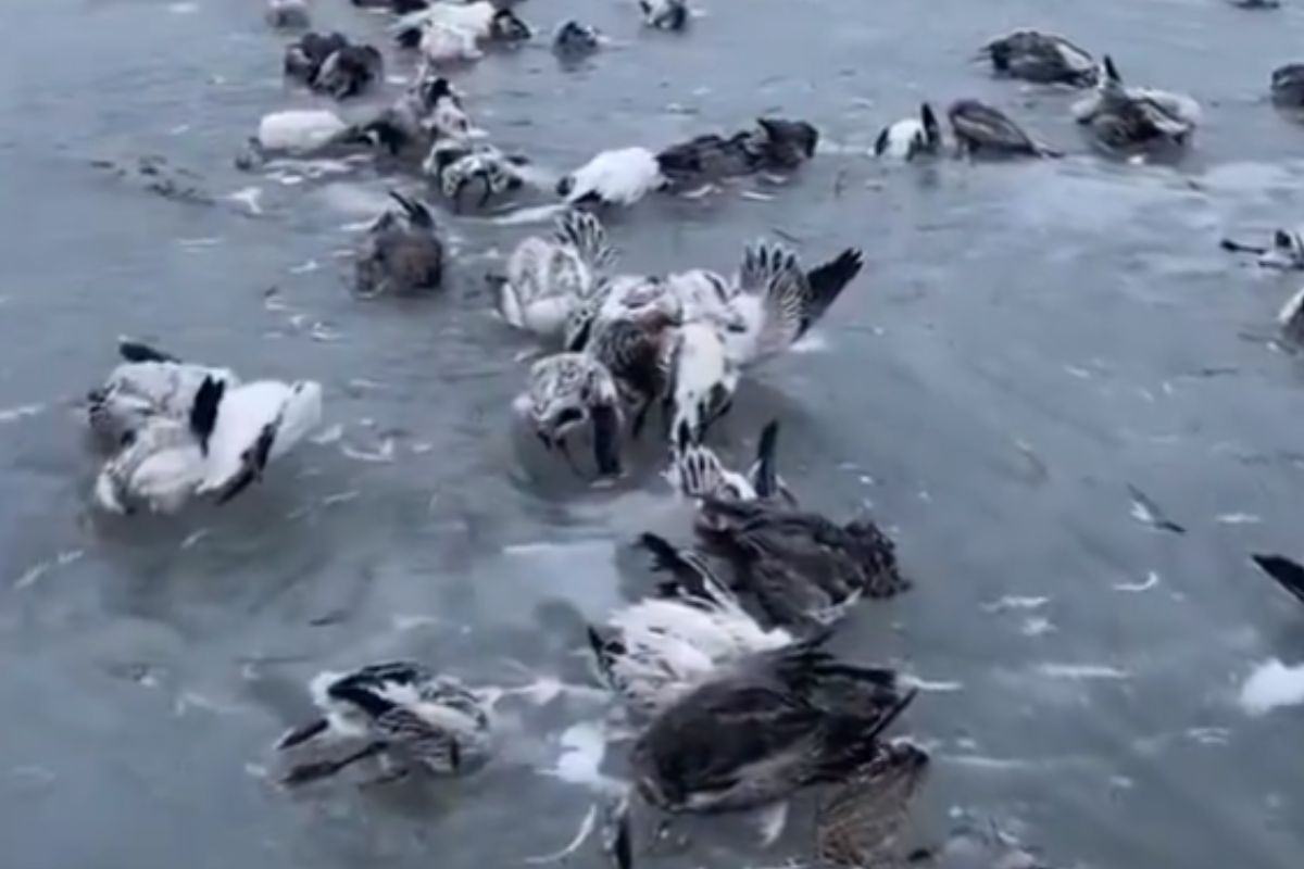 Miles de aves muere en lago congelado de China ante bajas temperaturas 1 mueren aves congeladas en lago de China
