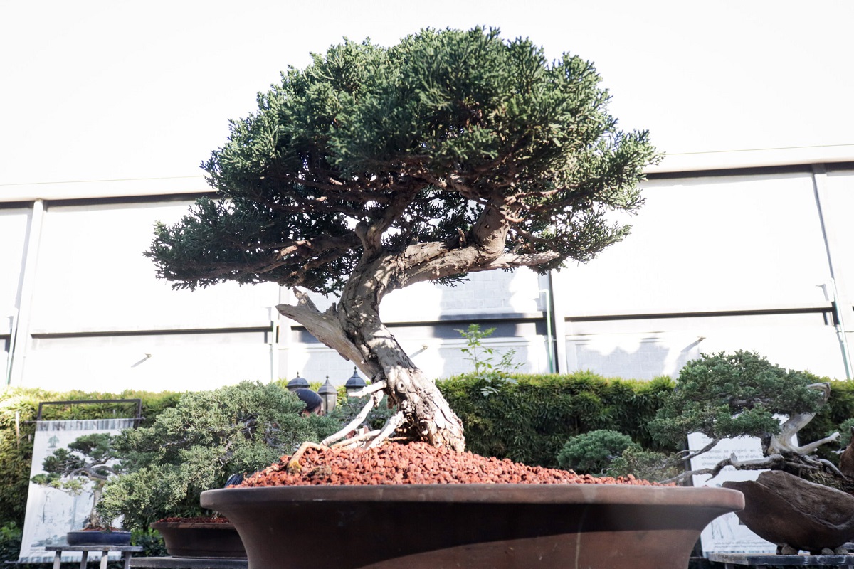 museo del bonsai atlixco 1