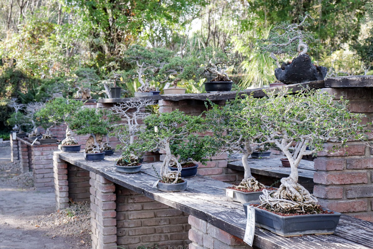 museo del bonsai atlixco 2