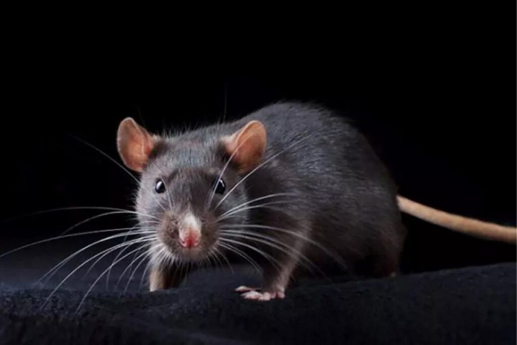 peste bubónica primer caso Oregón