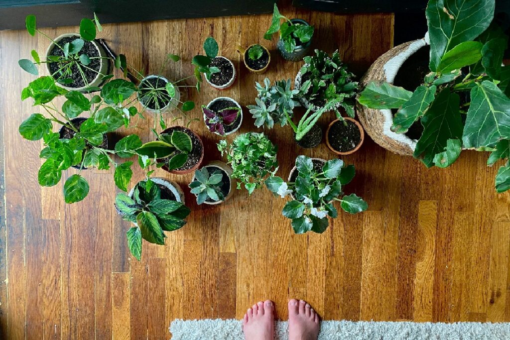 Plantfulness: La Tendencia Viral en Redes Sociales que Combate la Ansiedad con Plantas