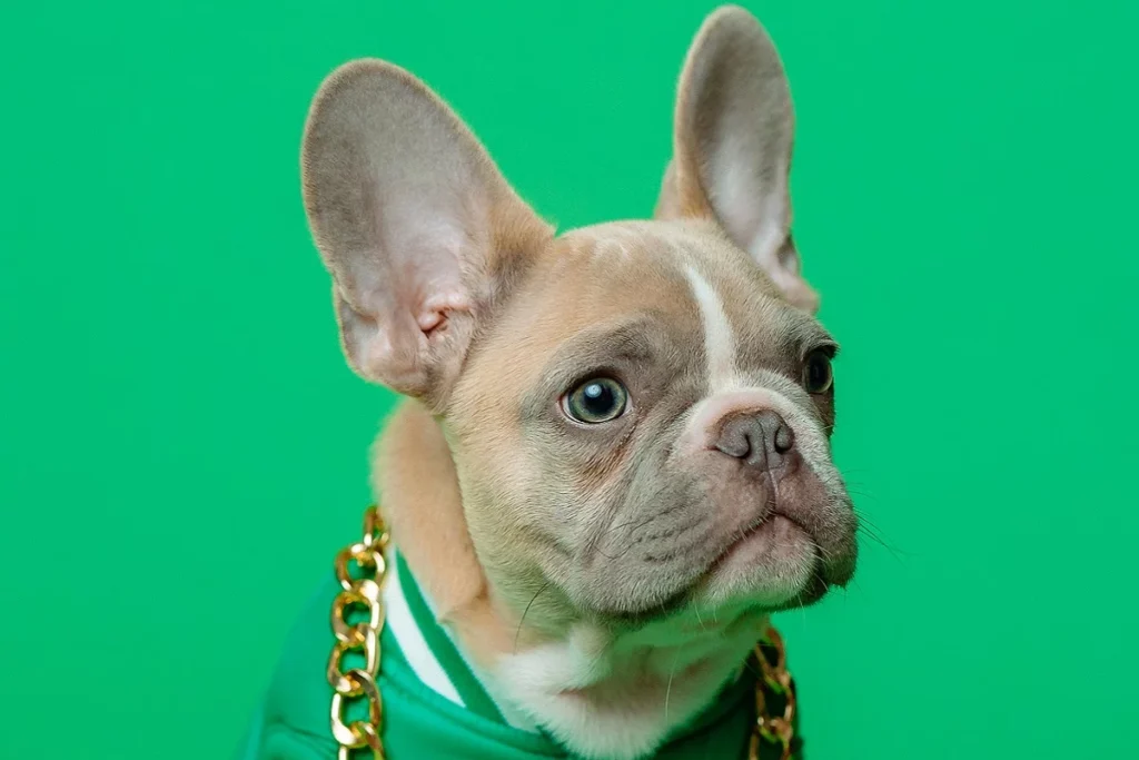 Entender el comportamiento de nuestros amigos caninos es clave para fortalecer el vínculo humano-perro. Descubre qué hay detrás del gesto de inclinar la cabeza que tanto llamar la atención de los dueños de mascotas.