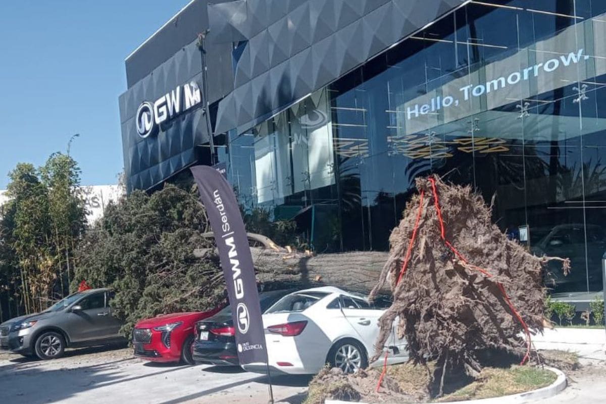 Fuertes vientos tiran árbol sobre coches en agencia de autos del bulevar Hermanos Serdán 1 fuertes vientos tiran árbol en Puebla