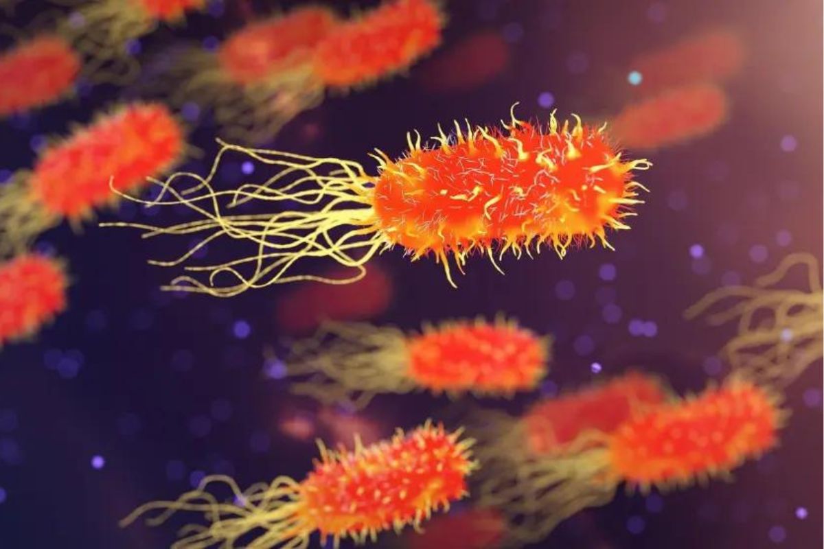 ¿Cuál es la bacteria carnívora que preocupa por el aumento de casos en Japón? 1 bacteria carnívora