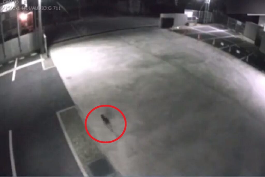 buscan a gato radiactivo en japon