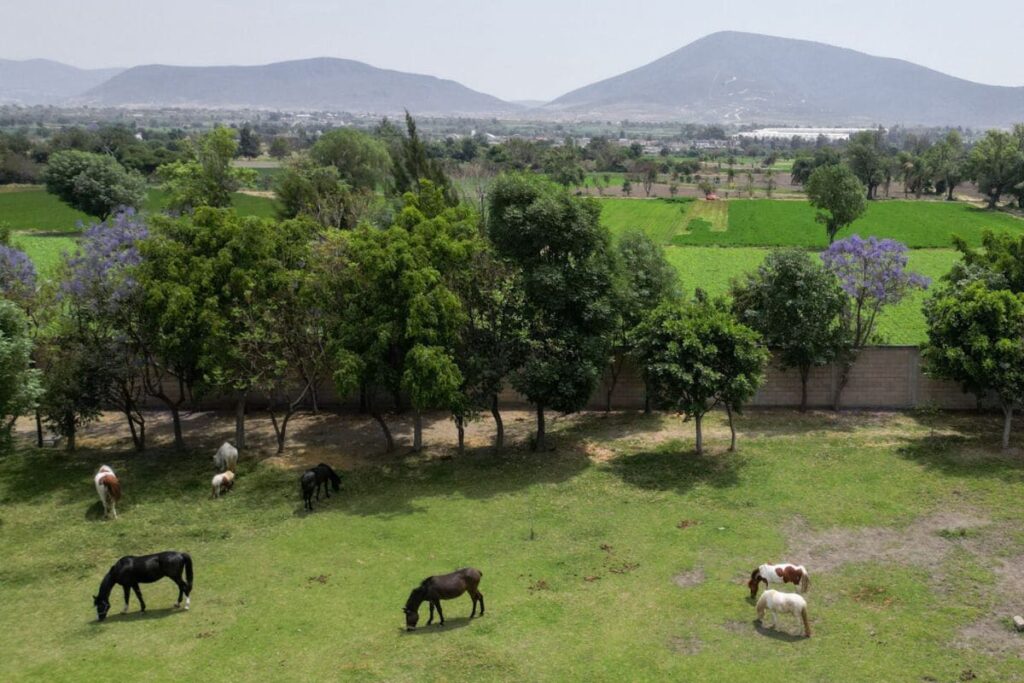 caballos rescatados por Elena Larrea se quedan en Cuacolandia