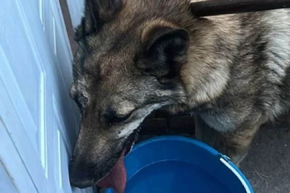 Capturan lobo en la alcaldía Gustavo A. Madero; no era del Zoológico de Aragón 1 Capturan lobo en la GAM; no era del Zoológico de Aragón