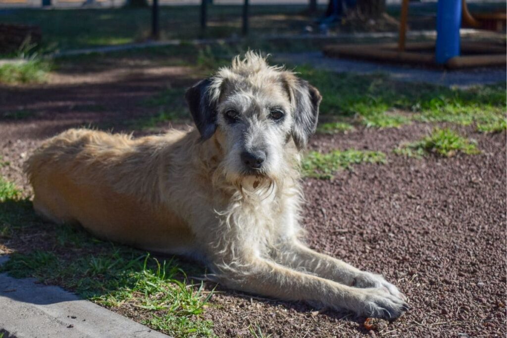 VIDEO: Amarran a perrita a un cable, la apedrean y la arrojan a un pozo en León, Guanajuato 6 maltrato animal en Tehuacán