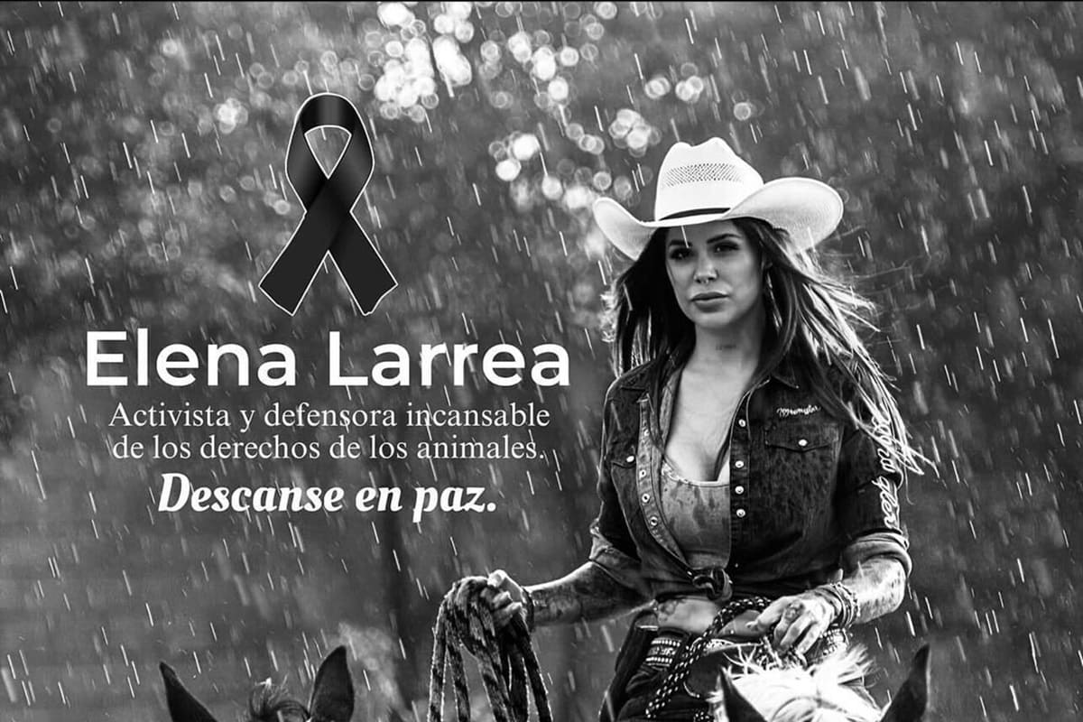 ¿Qué va a pasar con los caballos que rescató Elena Larrea? 1 IBA Puebla resguardará a los caballos que rescató Elena Larrea