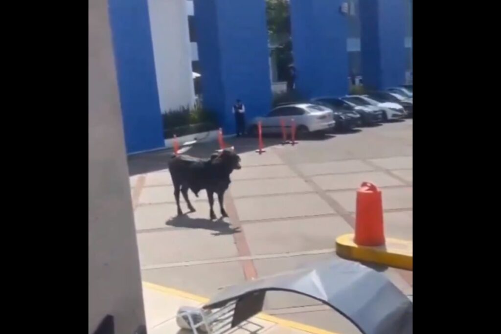 toro se mete a La Salle Pedregal