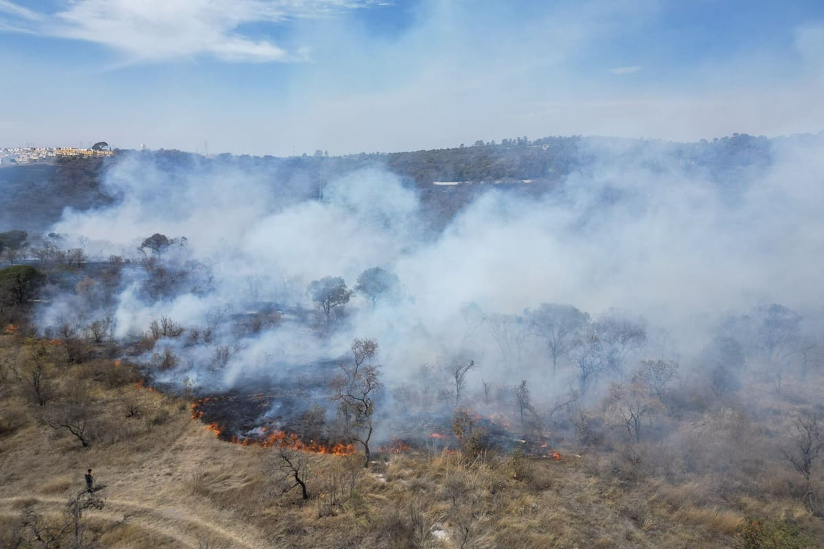 Incendios forestales en Puebla son provocados para traficar drogas y especies animales 1 incendios forestales en Puebla provocados para el tráfico de drogas