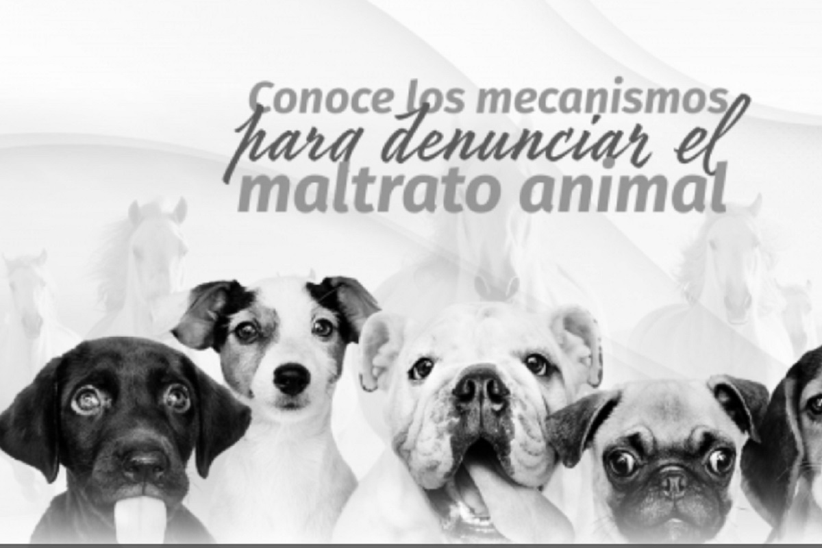 Refuerza Congreso del Estado mecanismos de denuncia ante casos de maltrato animal 1 Refuerza Congreso del Estado mecanismos de denuncia ante casos de maltrato animal