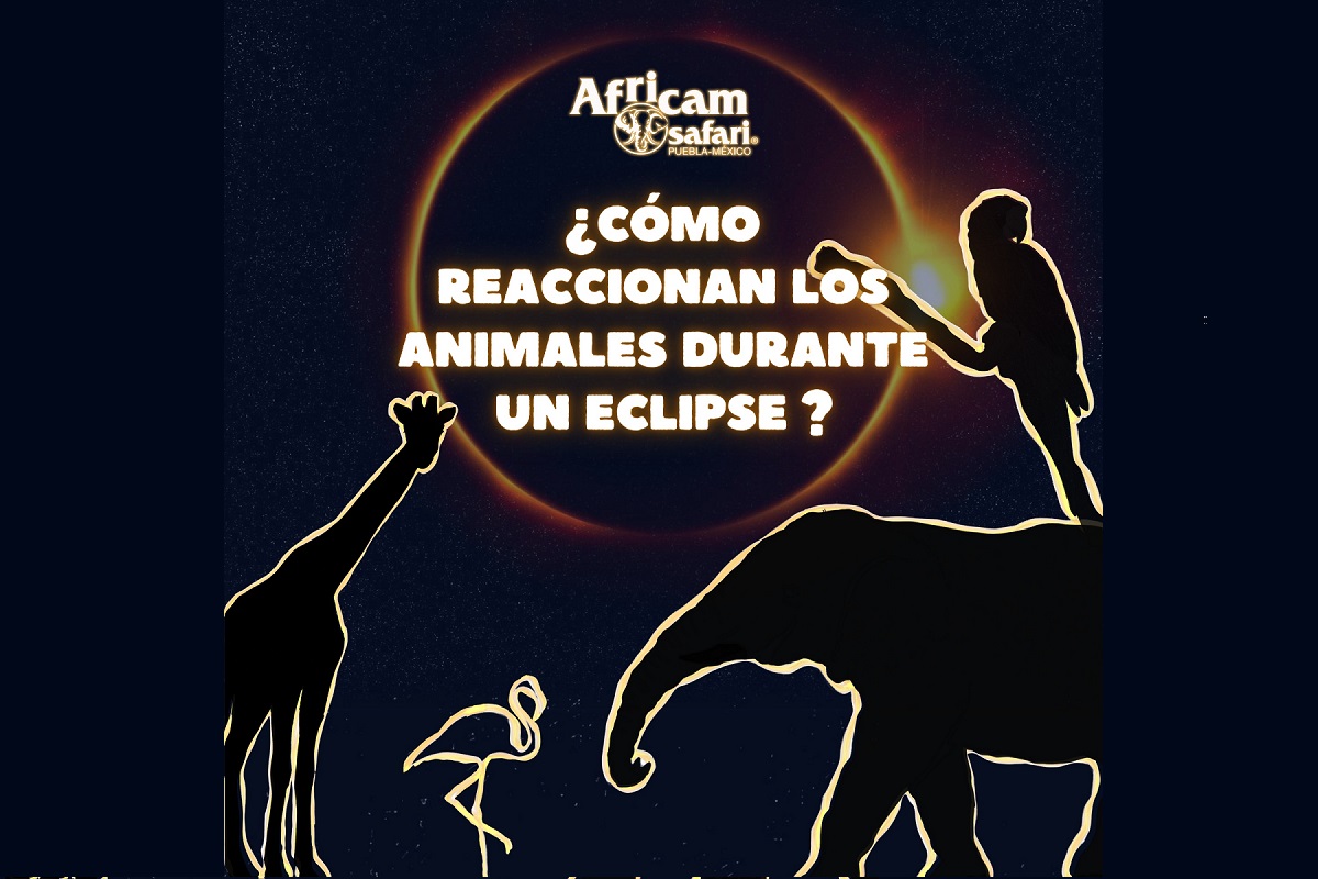 ¿Cómo reaccionarán los animales al eclipse solar? Africam Safari invita a ver el evento astronómico 1 ¿Cómo reaccionarán los animales al eclipse solar? Africam Safari invita a ver el evento astronómico