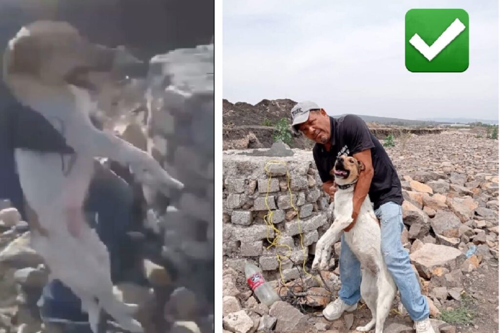 VIDEO: Amarran a perrita a un cable, la apedrean y la arrojan a un pozo en León, Guanajuato