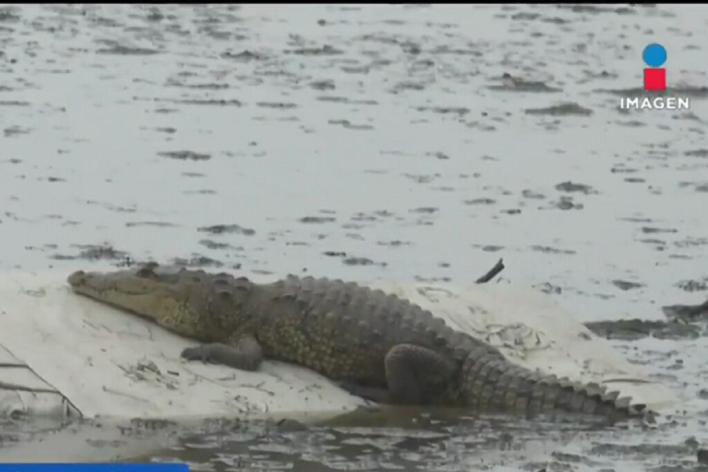 cocodrilo en cuautitlan izcalli