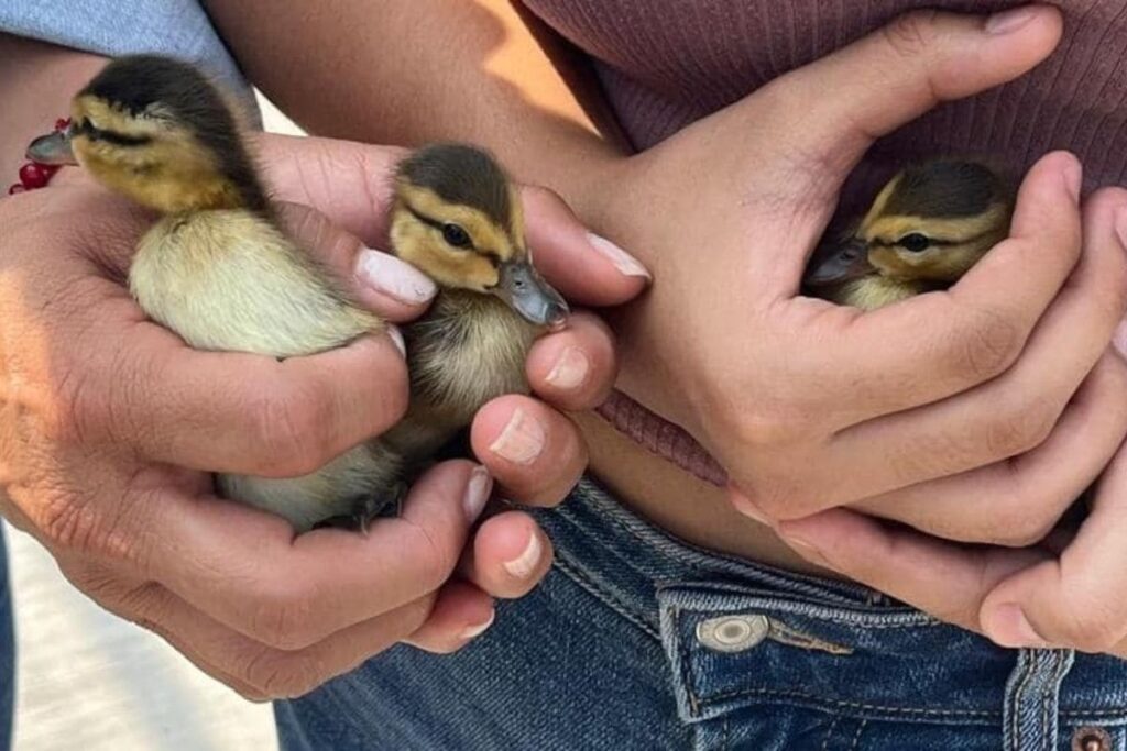 atropellan a familia de patos en Puebla
