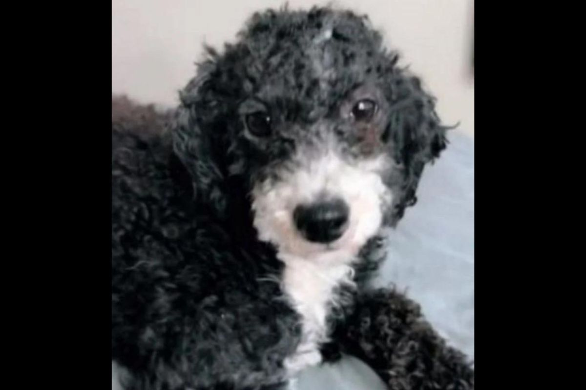#JusticiaParaLalito: Sujeto arroja a perrito desde el piso 12 en edificio de Chile 1 JusticiaParaLalito