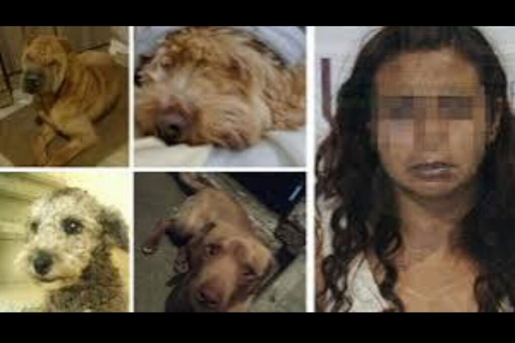 Legislador de Morena organiza sacrificio de gallina como ofrenda dentro del Senado 6 "La Mataperros" sigue en la cárcel