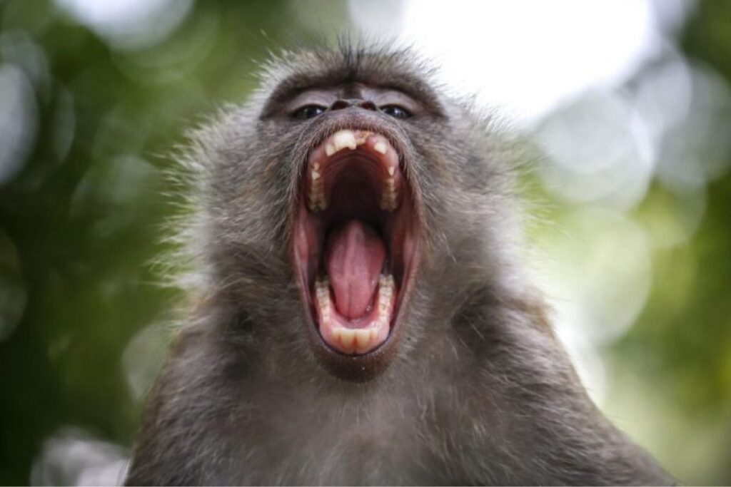 macaco virus b del mono