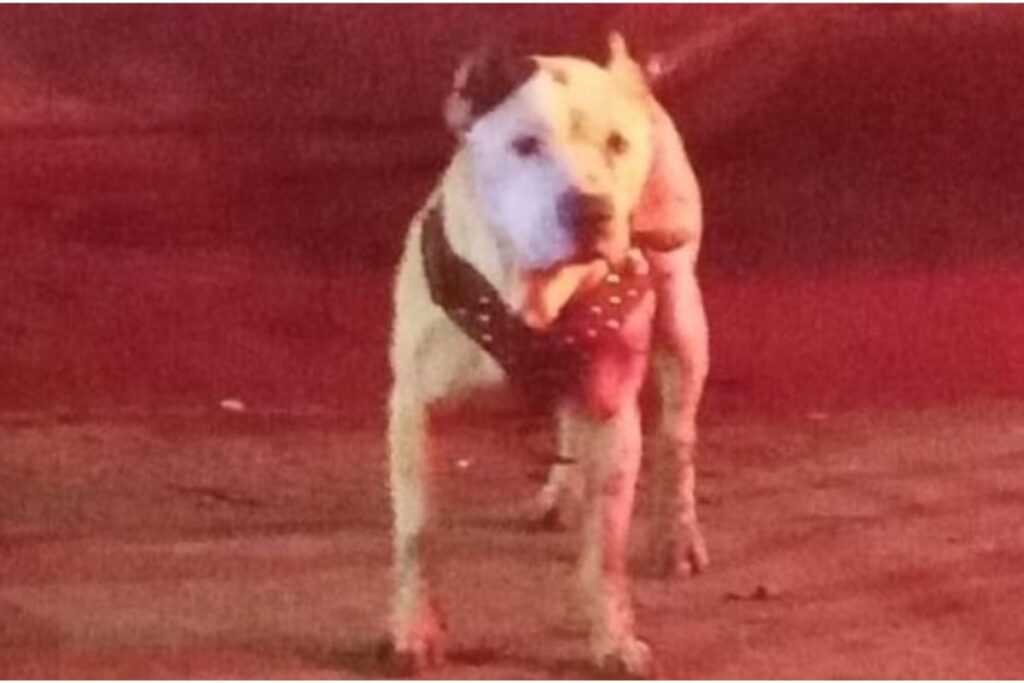 maltrato animal en Puebla: detienen a asesino de pitbull