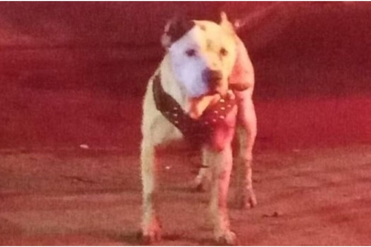Cuatro años después, dan prisión justificada a sujeto que apuñaló un Pitbull en Puebla 1 maltrato animal en Puebla: detienen a asesino de pitbull