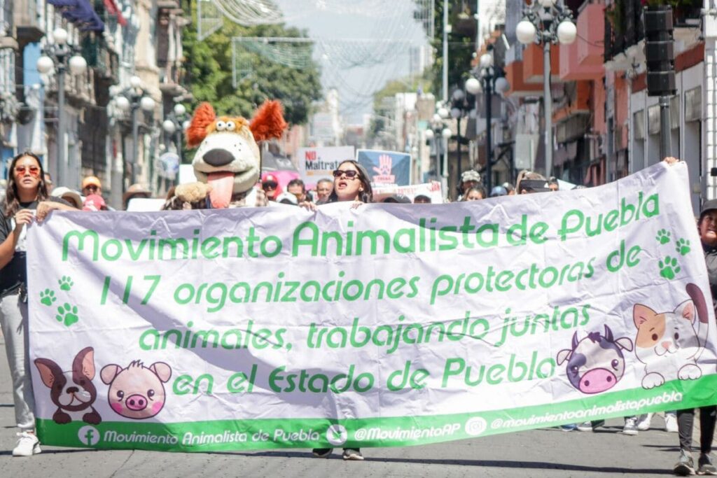 Movimiento Animalista de Puebla denuncia agresión