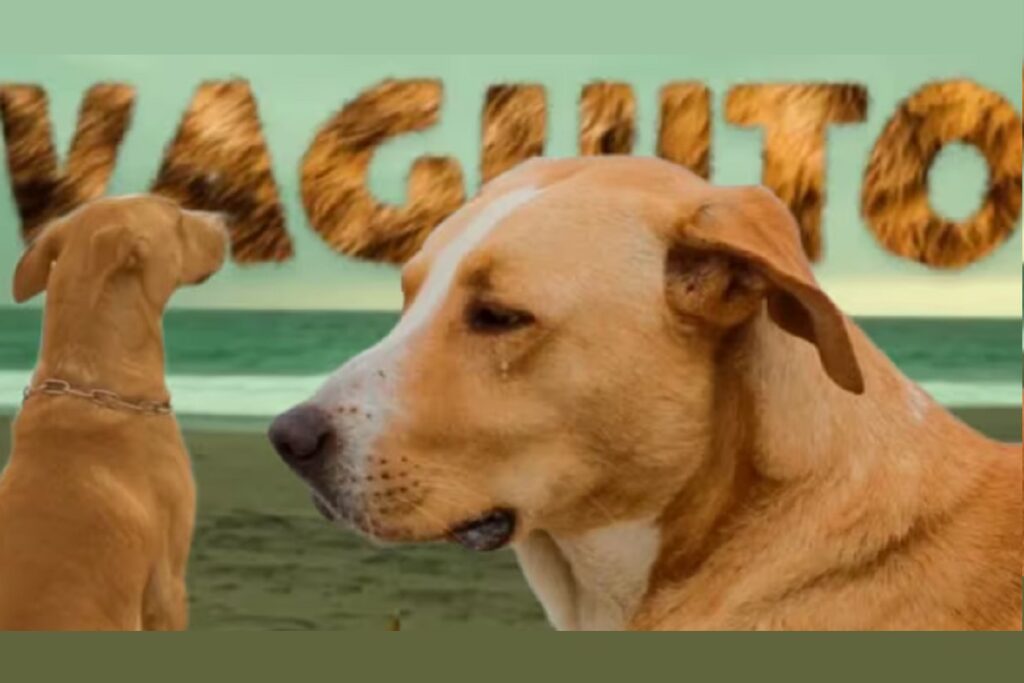 ‘Vaguito’, la conmovedora historia del ‘Hachiko peruano’ cuya película se ha convertido en tendencia