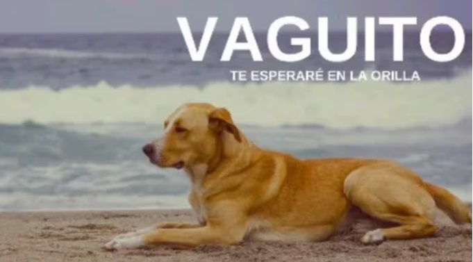 ‘Vaguito’, la conmovedora historia del ‘Hachiko peruano’ que se convirtió en tendencia
