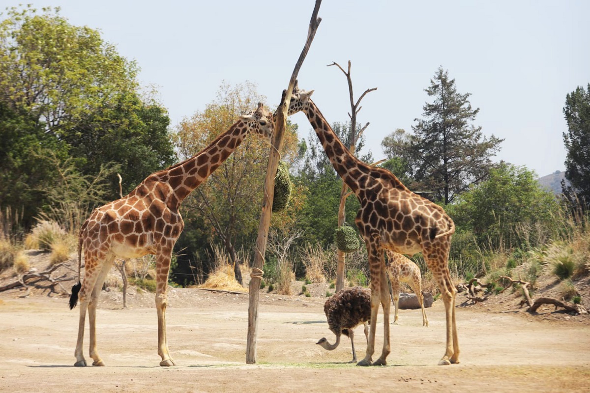 Niñas y niños de Casas de Asistencia en Puebla conocen a la jirafa Benito 1 Gaby Bonilla, presidenta honoraria del DIF Puebla, informó en sus redes sociales de la experiencia que tuvieron las y los menores de edad en Africam Safari.