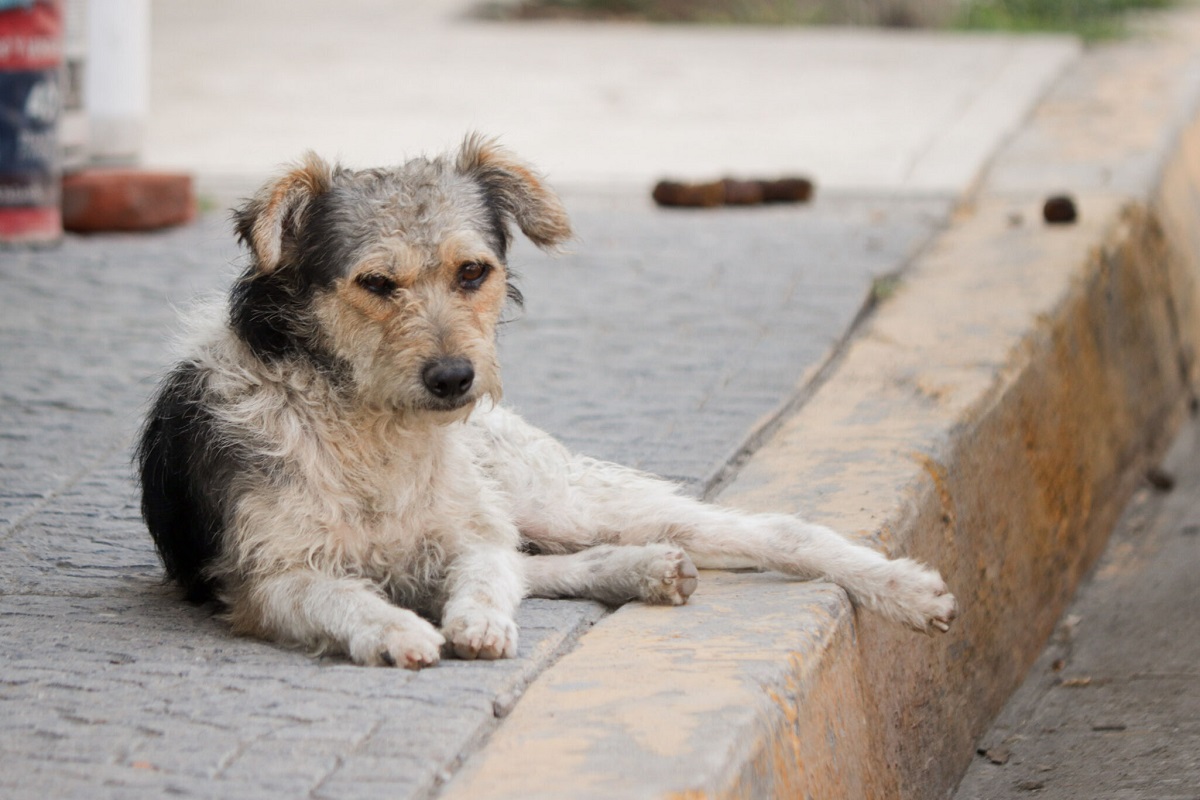 Proponen penas de hasta 12 años por consumo de perros y gatos en Puebla 1 Proponen penas de hasta 12 años por consumo de perros y gatos en Puebla