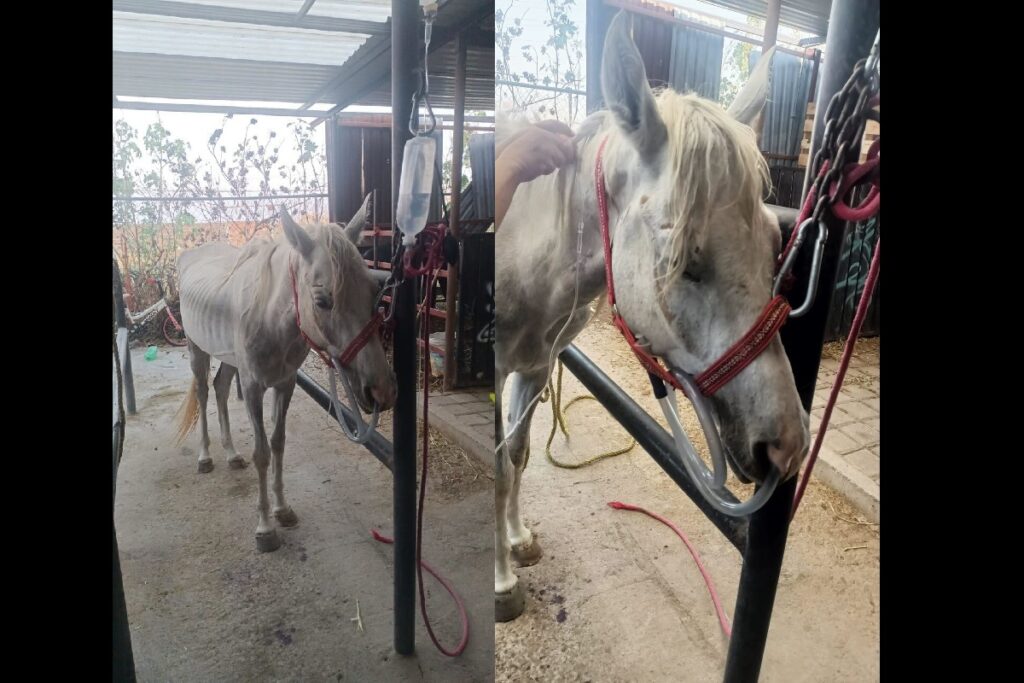 Rescata centro de adopción y bienestar animal a una yegua con signos de maltrato animal