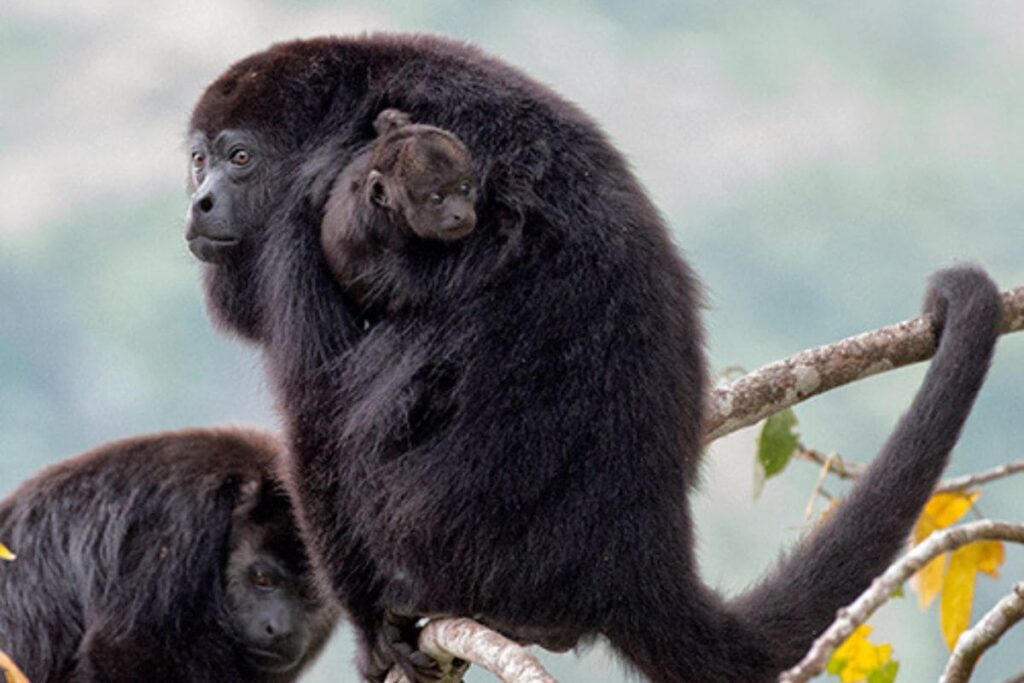 157 monos aulladores muertos