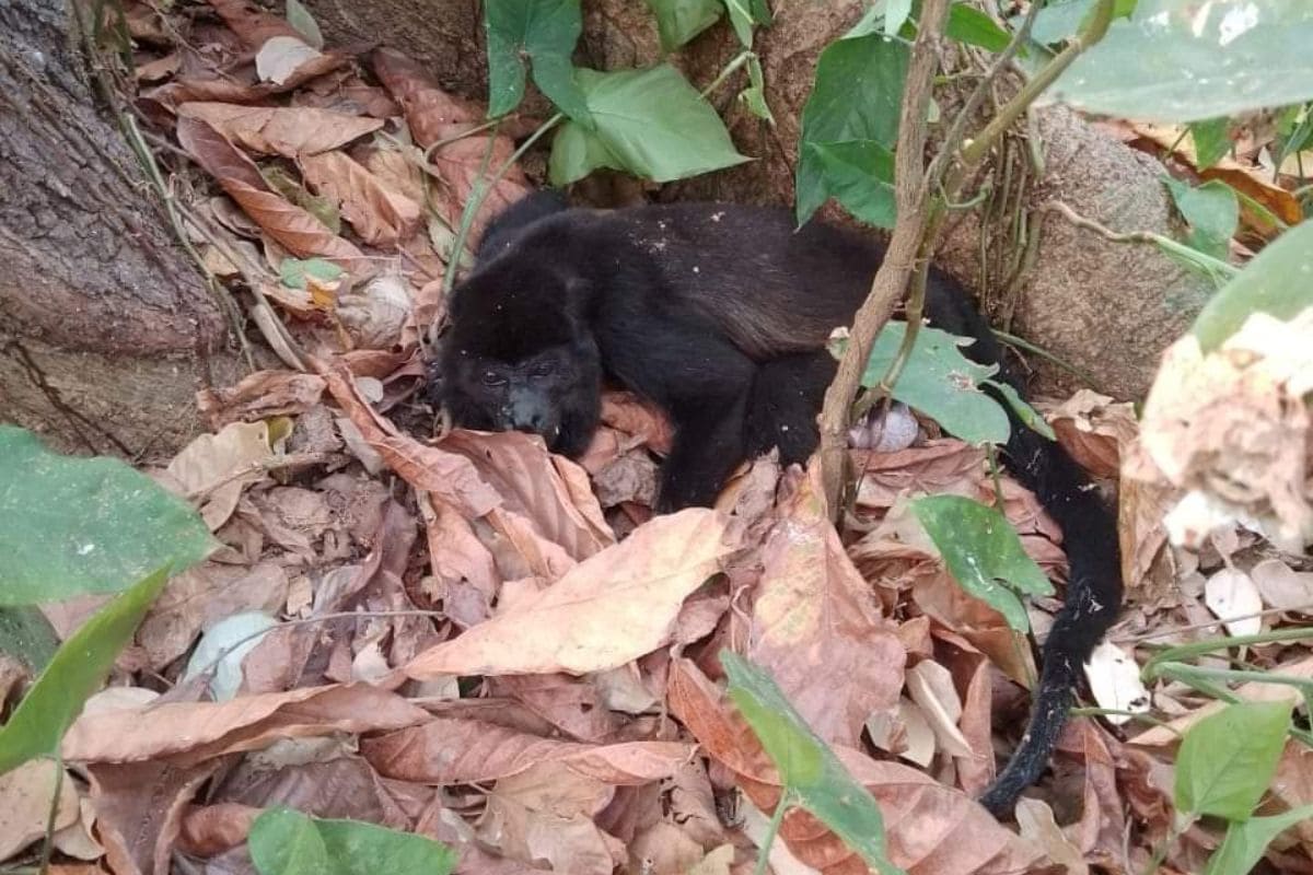 Más de 70 monos mueren en Tabasco y Chiapas por ola de calor 1 mueren monos aulladores