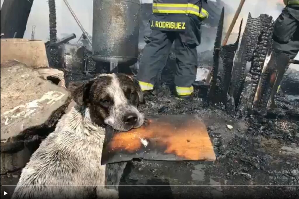 VIDEO: Perro llora desconsoladamente al ver su casa envuelta en llamas en Tlaquepaque