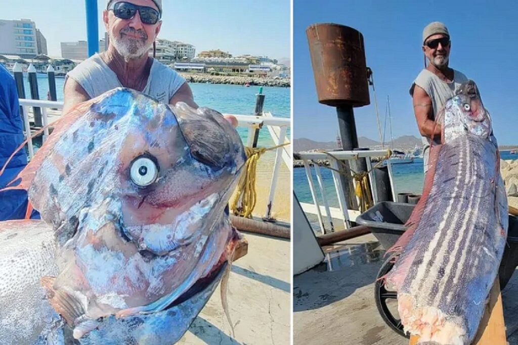 ¿Se avecina un terremoto? Hallan enorme pez remo en Los Cabos