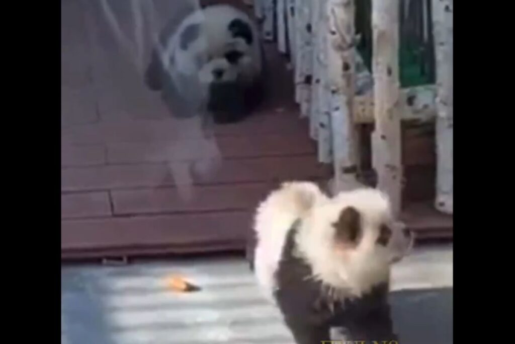 pintan perros como pandas en China