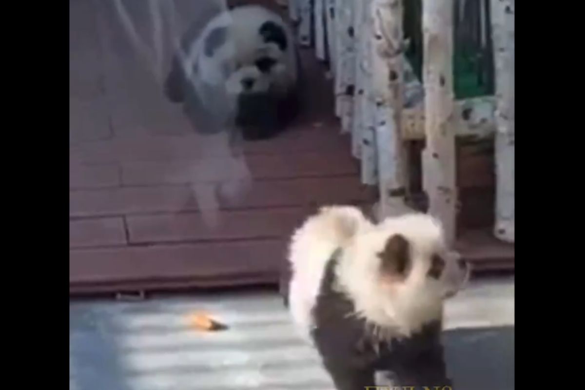 (VIDEO) ¿Les dieron perro por panda? Exhiben a zoológico de China intenta engañar a visitantes 1 pintan perros como pandas en China