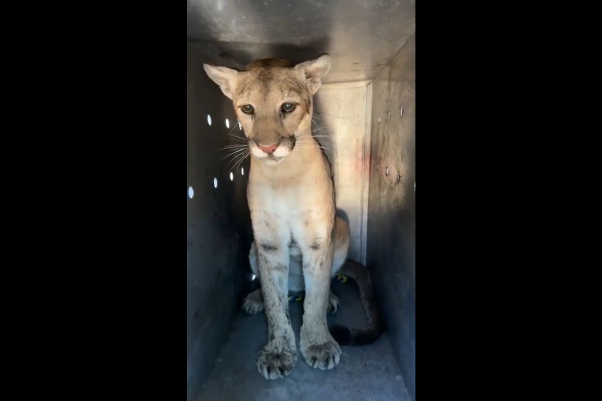 Puma se mete a casa en Jalisco 1 puma en Jalisco