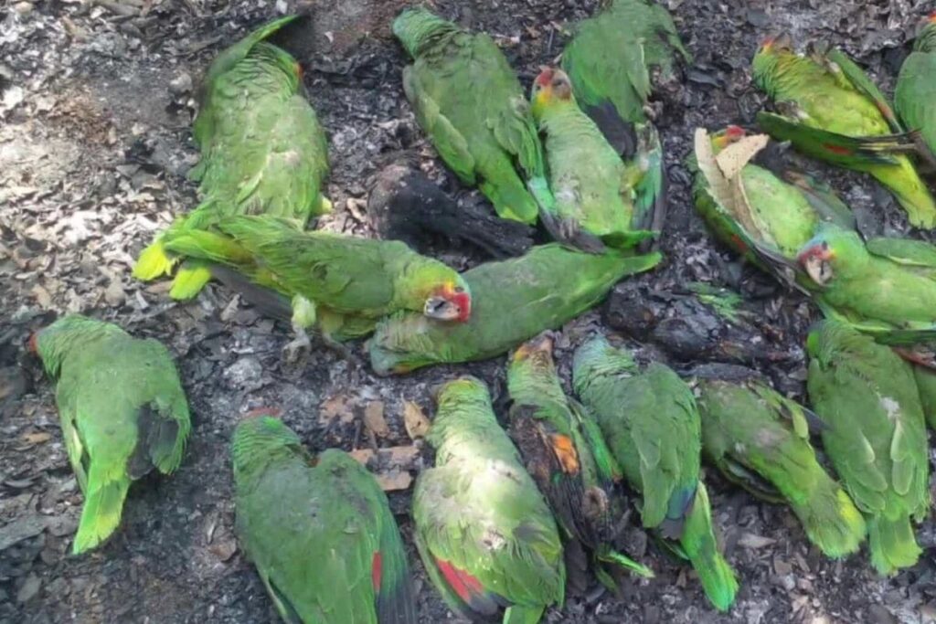 ola de calor en México mata aves
