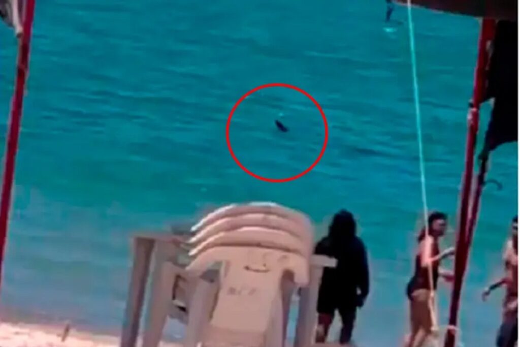 VIDEO: Tiburón sorprende a bañistas en playa de Sonora